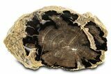 Long, Petrified Wood (Schinoxylon) Limb - Blue Forest, Wyoming #307196-1